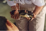 [1990/2000] Blue-tongued Skink being shown to zoo guests by zoo staff at Miami Metrozoo