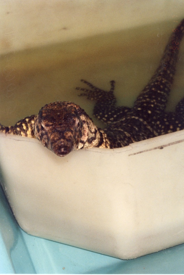 Asian water monitor bathing in a bucket at Miami Metrozoo