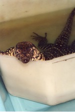 [1990/2000] Asian water monitor bathing in a bucket at Miami Metrozoo