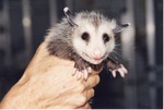 Young opossum being held by zoo staff at the Miami Metrozoo
