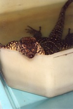 Asian water monitor resting on the edge of a bucket at Miami Metrozoo
