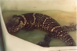 Asian water monitor bathing in a bucket at the Miami Metrozoo