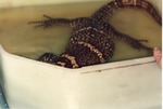 [1990/2000] Asian water monitor swimming in a bucket at Miami Metrozoo
