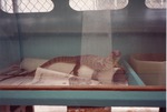 [1990/2000] Nile monitor laying on half a tube in its enclosure at Miami Metrozoo