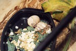 [1990/2000] Two hermit crabs crawling in their food bowl over salad leaves at Miami Metrozoo