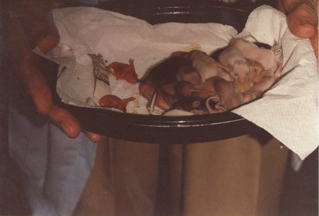 Newborn infant prairie dogs being carried in a tray at Miami Metrozoo