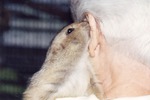 Prairie dog nuzzling into the ear of zoo staff at Miami Metrozoo