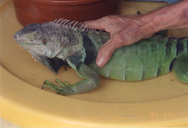 Green iguana held down by zoo staff showing the skin it's preparing to shed at Miami Metrozoo