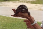 Florida box turtle being held by zoo staff at Miami Metrozoo