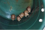 Five leopard tortoise newborns in a green bucket at Miami Metrozoo