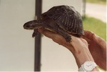Florida box turtle held for viewing at Miami Metrozoo by zoo staff