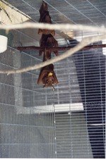 Three Gambian epaulette fruit bats hanging in their cage at Miami Metrozoo