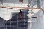 Gambian epaulette fruit bat hanging from a branch in its cage at Miami Metrozoo