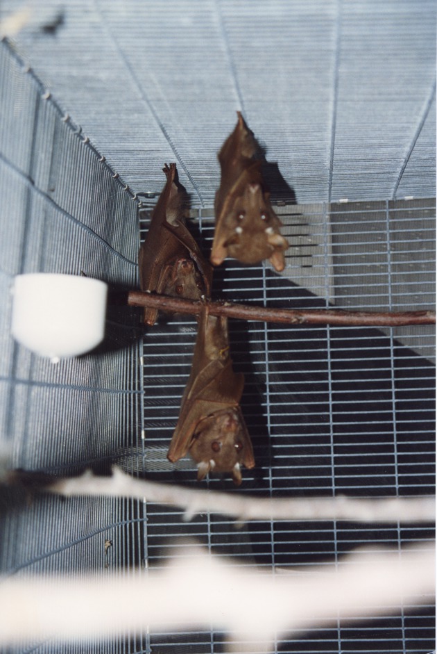 Three Gambian epaulette fruit bats hanging, one from a branch, in a cage at Miami Metrozoo