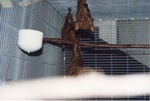 Three Gambian epaulette fruit bats hanging in their cage together at Miami Metrozoo