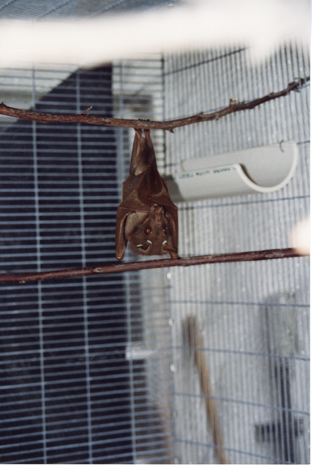 Gambian epaulette fruit bat in its cage hanging from a branch at Miami Metrozoo