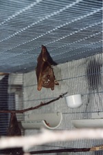 Gambian epaulette fruit bat hanging from the top of its cage at Miami Metrozoo