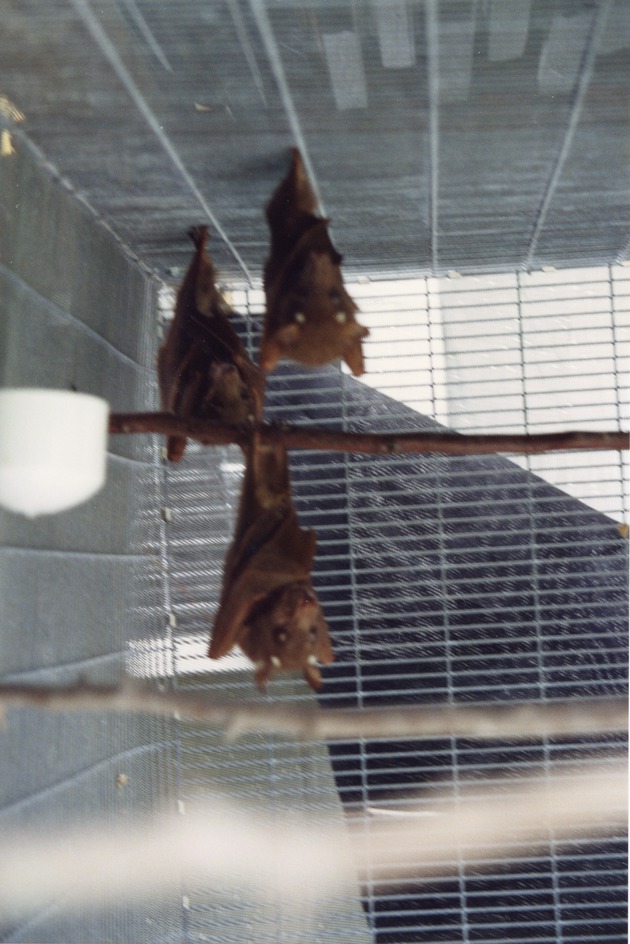 Three Gambian epaulette fruit bats hanging on their cage and a branch at Miami Metrozoo