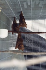 [1990/2000] Three Gambian epaulette fruit bats hanging on their cage and a branch at Miami Metrozoo