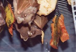 Gambian epaulette fruit bats eating hung fruit in their cage at Miami Metrozoo