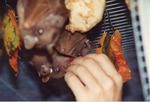 [1990/2000] Three Gambian epaulette fruit bats being feed fruit by zoo staff at Miami Metrozoo