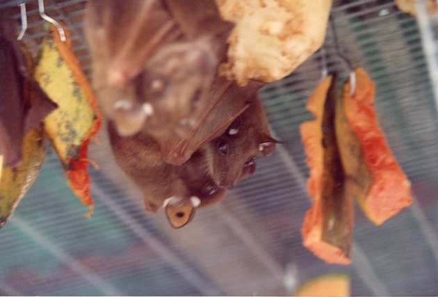 Gambian epaulette fruit bats eating fruit hung in their cage at Miami Metrozoo