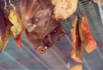 [1990/2000] Gambian epaulette fruit bats eating fruit hung in their cage at Miami Metrozoo