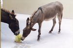 Two donkeys licking a frozen celery block to cool down at Miami Metrozoo