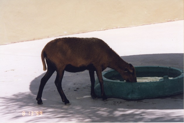 Cameroon sheep drinking from a plastic pool at Miami Metrozoo