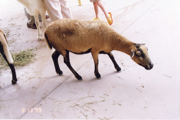Cameroon sheep standing together with visitors in enclosure at Miami Metrozoo