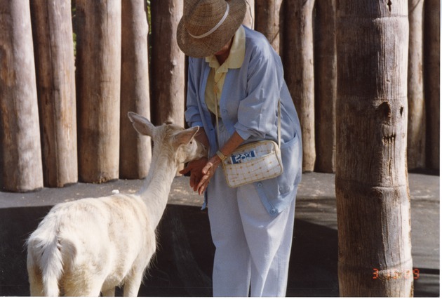 St Croix hair sheep sniffing zoo visitor at Miami Metrozoo