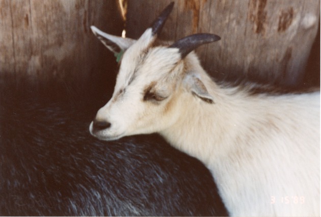 Two young goats leaning on each other at Miami Metrozoo