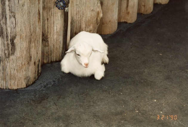 Young goat curled up on the ground in its enclosure at Miami Metrozoo