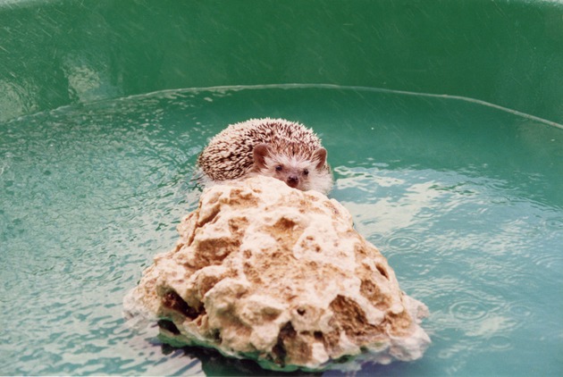 Hedgehog climbing on a rock in a plastic pool at Miami Metrozoo