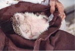 Hedgehog being dried off by a zookeeper at Miami Metrozoo