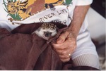 Hedgehog being dried off by zoo staff at Miami Metrozoo