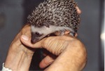 Young hedgehog crawling on a zookeeper's hands at Miami Metrozoo