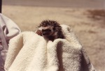 Young hedgehog being held in a towel by zoo staff at Miami Metrozoo