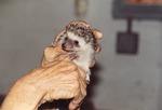 Hedgehog being held by zoo staff at Miami Metrozoo