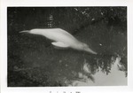 Amazon river dolphin swimming in its pool at Crandon Park Zoo