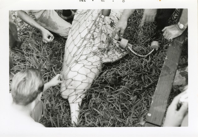Amazon river dolphin caught in a net at Crandon Park Zoo