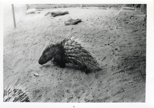 Crested porcupine walking in the sand of its enclosure at Crandon Cark Zoo