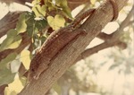 [1950/1970] White-bellied pangolin crawling down a tree branch at Crandon Park Zoo