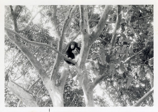 Chimpanzee seated in the branches of a tree at Crandon Park Zoo