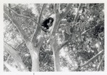 Chimpanzee climbing in the trees of its enclosure at Crandon Park Zoo