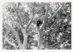 Chimpanzee climbing up in the trees in its enclosure at Crandon Park Zoo