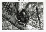 Chimpanzee on a leash resting on a tree at Crandon Park Zoo