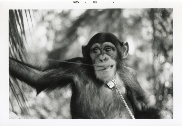 Chimpanzee with a palm leaf in its mouth at the Crandon Park Zoo