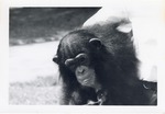 Chimpanzee being carried under a zookeeper's arm at Crandon Park Zoo