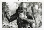 [1968-11] Chimpanzee chewing on a leaf at Crandon Park Zoo